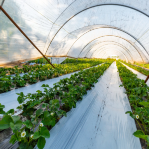 Soluciones Innovadoras para el Reciclaje de Películas Agrícolas
